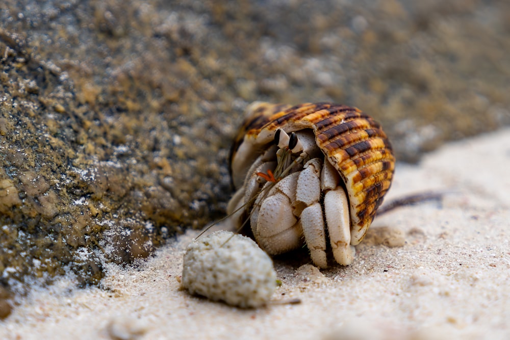 a close up of a shell on a beach