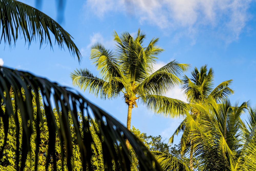 a palm tree with a blue sky in the background