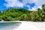 Secluded white sandy beach framed by palm trees under a bright blue sky