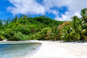 Secluded white sandy beach framed by palm trees under a bright blue sky