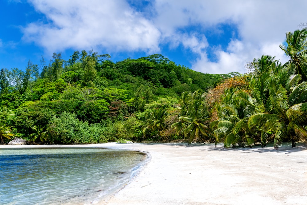 a sandy beach surrounded by palm trees on a tropical island