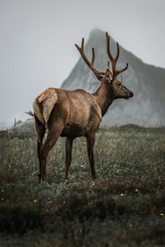 Close-up of a majestic elk standing in a misty Montana forest.
