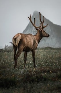 A majestic elk standing tall in a misty forest clearing during golden hour.