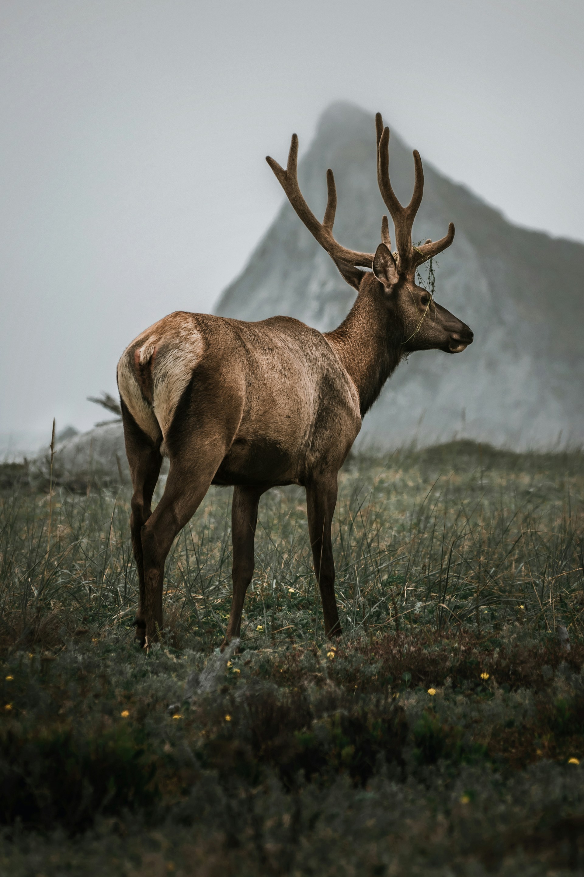 A detailed print of a majestic elk standing in a misty mountain meadow at dawn, capturing the quiet strength of western wildlife.