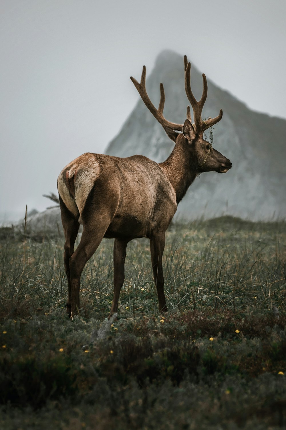 a deer standing on top of a grass covered field