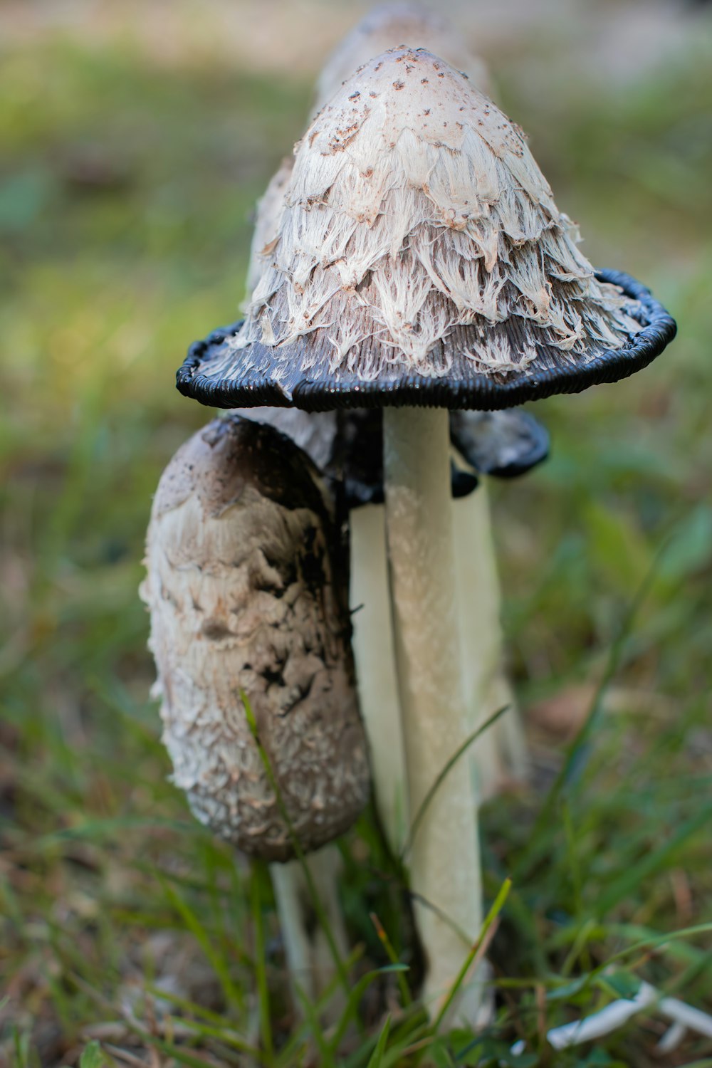 a close up of a mushroom on the ground