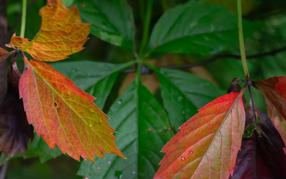 a couple of leaves that are on a tree