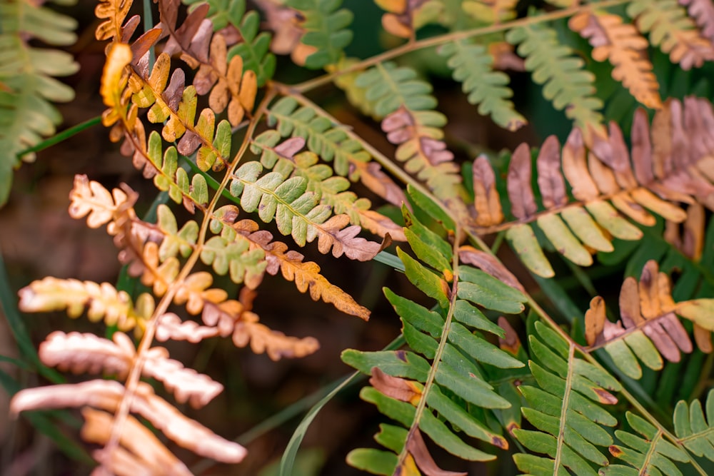 a close up of a plant with lots of leaves