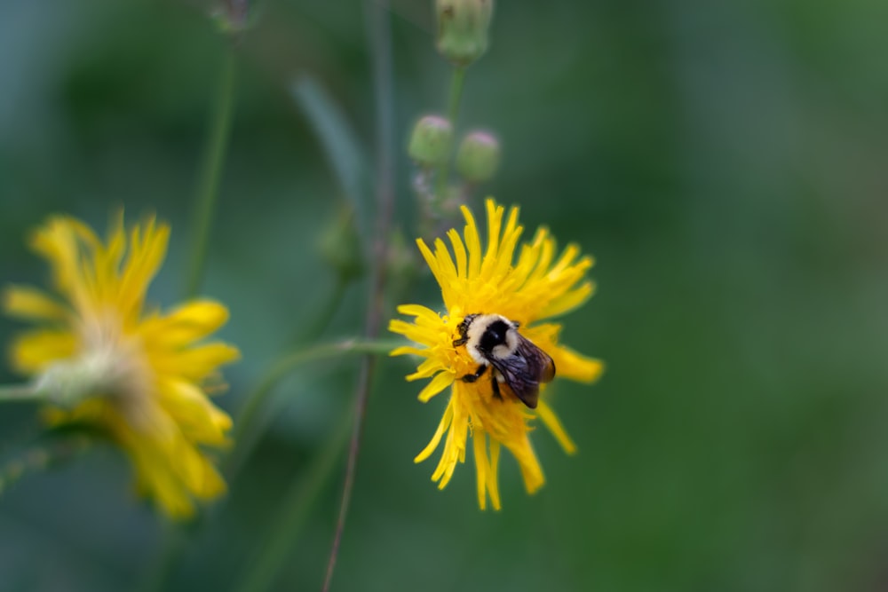 a bee is sitting on a yellow flower