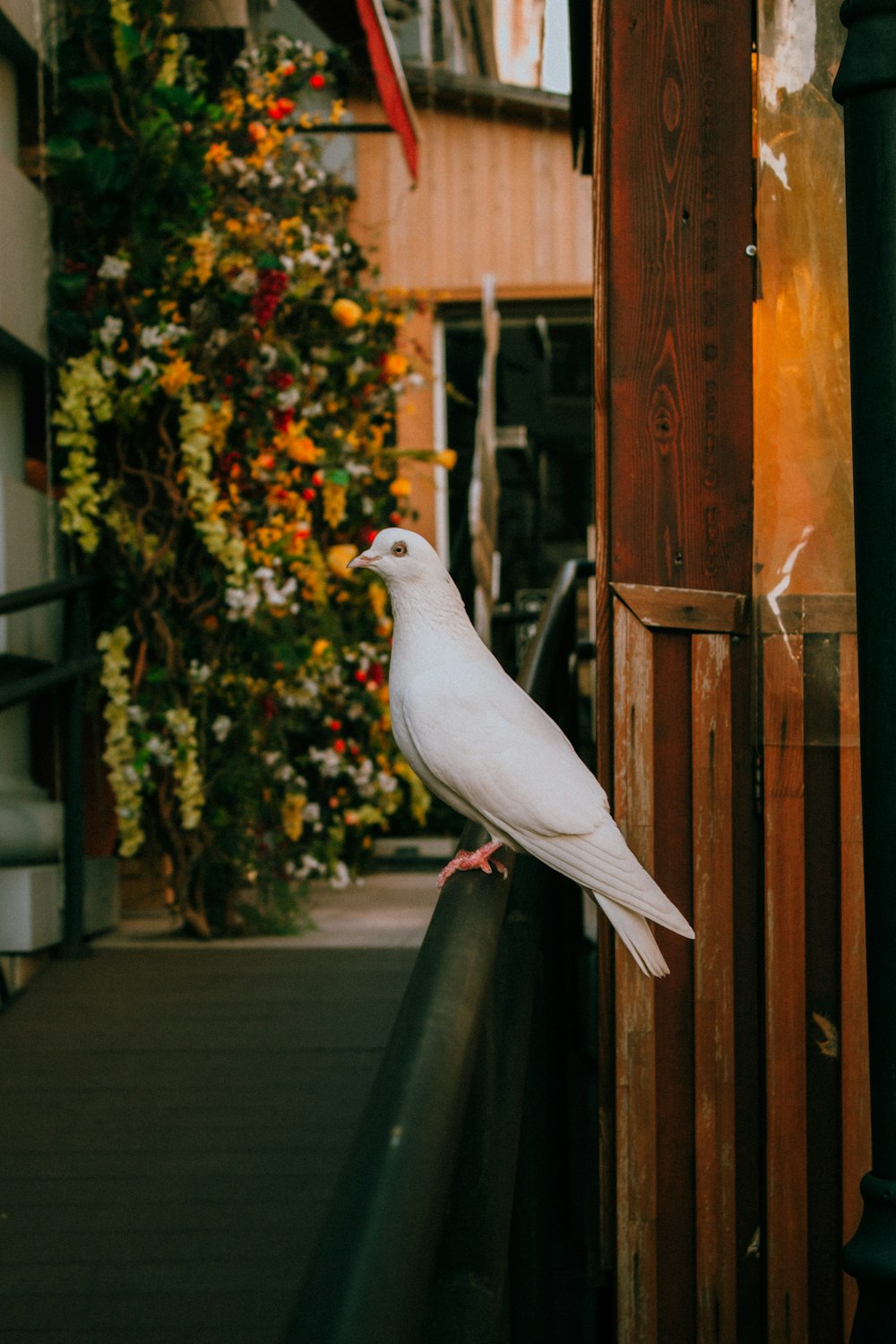 a white bird is perched on a railing