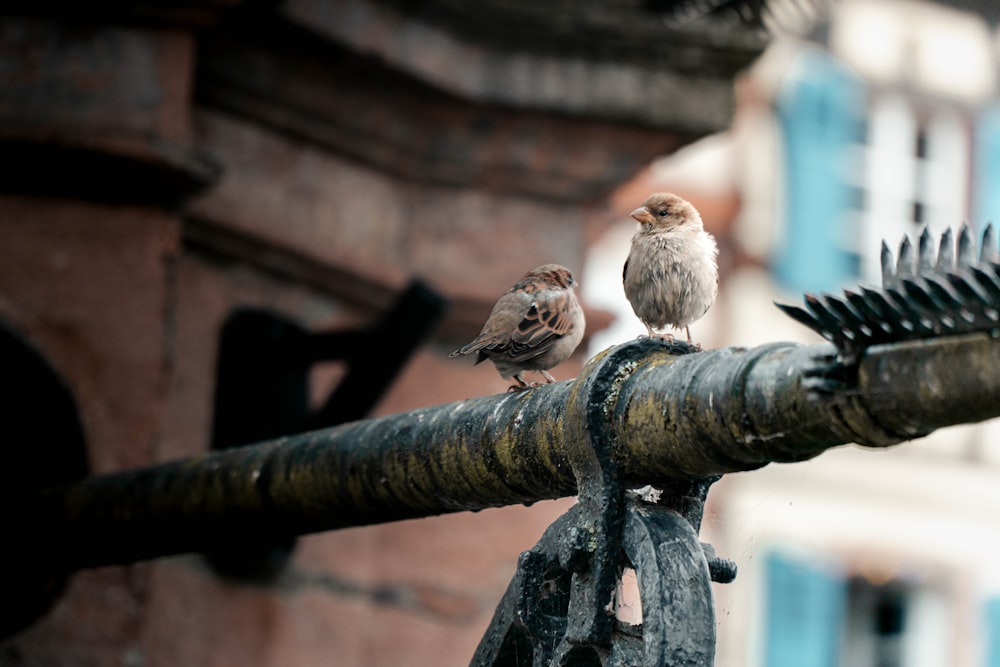 a couple of small birds sitting on top of a metal pole