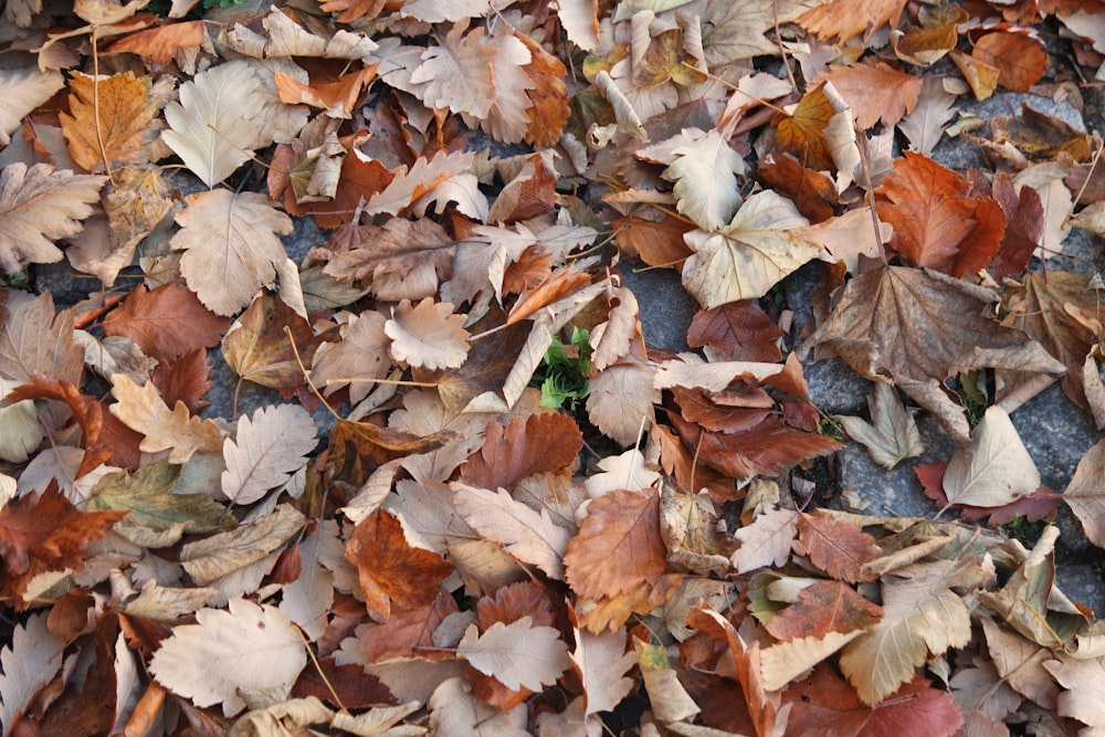 a bunch of leaves that are laying on the ground