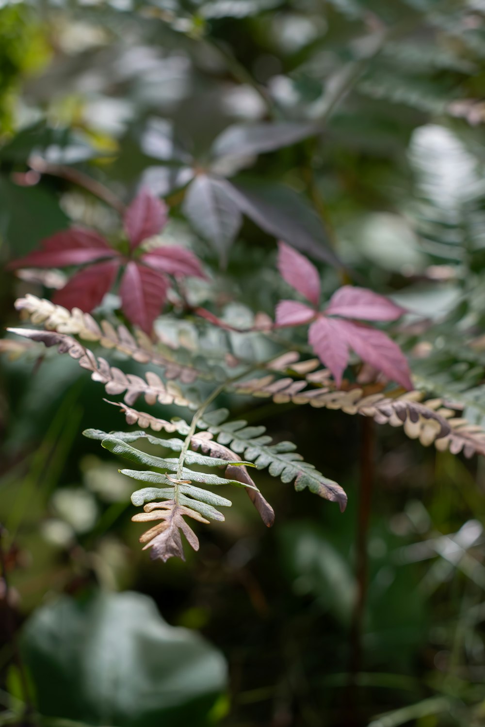 a close up of a plant with many leaves