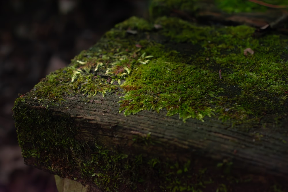 a close up of a moss covered wooden bench