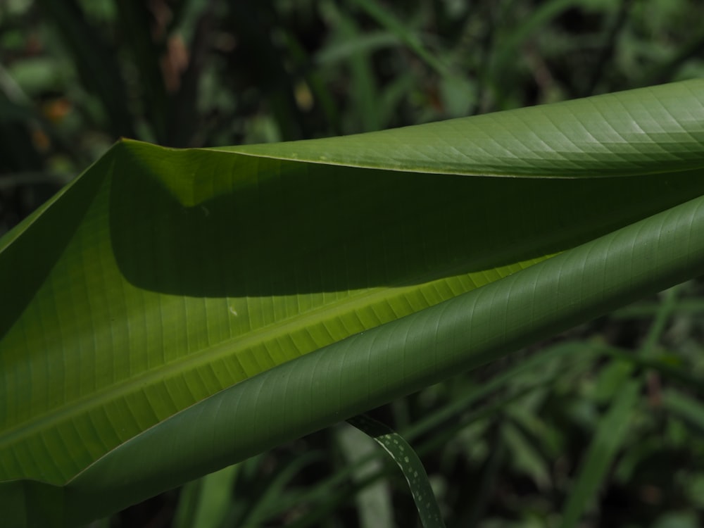 a close up of a large green leaf