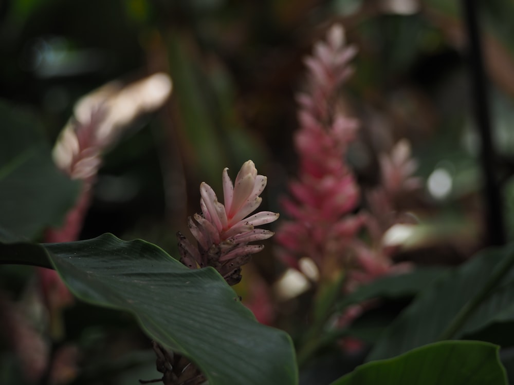 a close up of a pink flower surrounded by green leaves