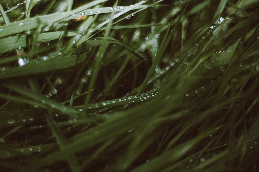 a close up of grass with water drops on it