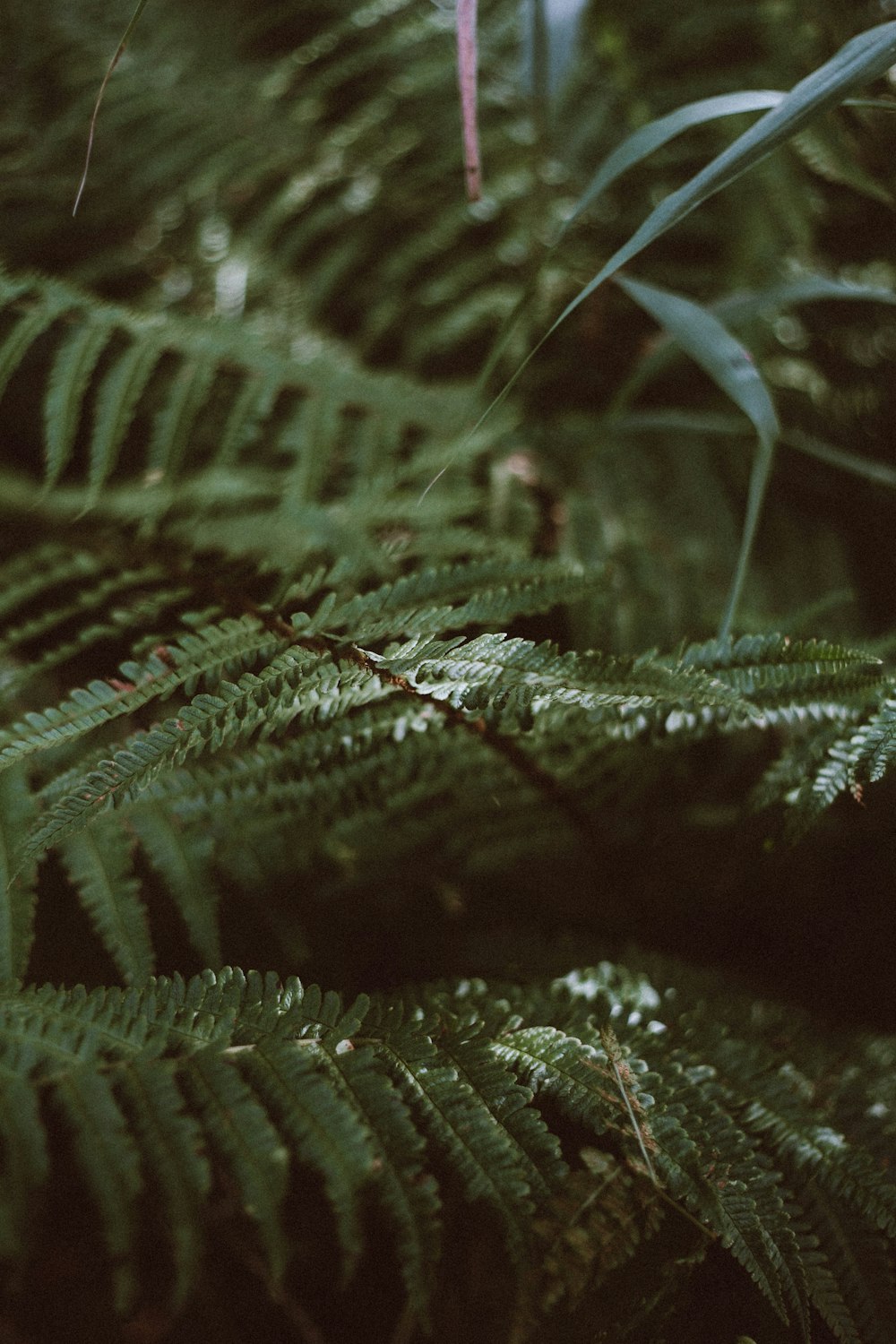 a close up of a bunch of green plants