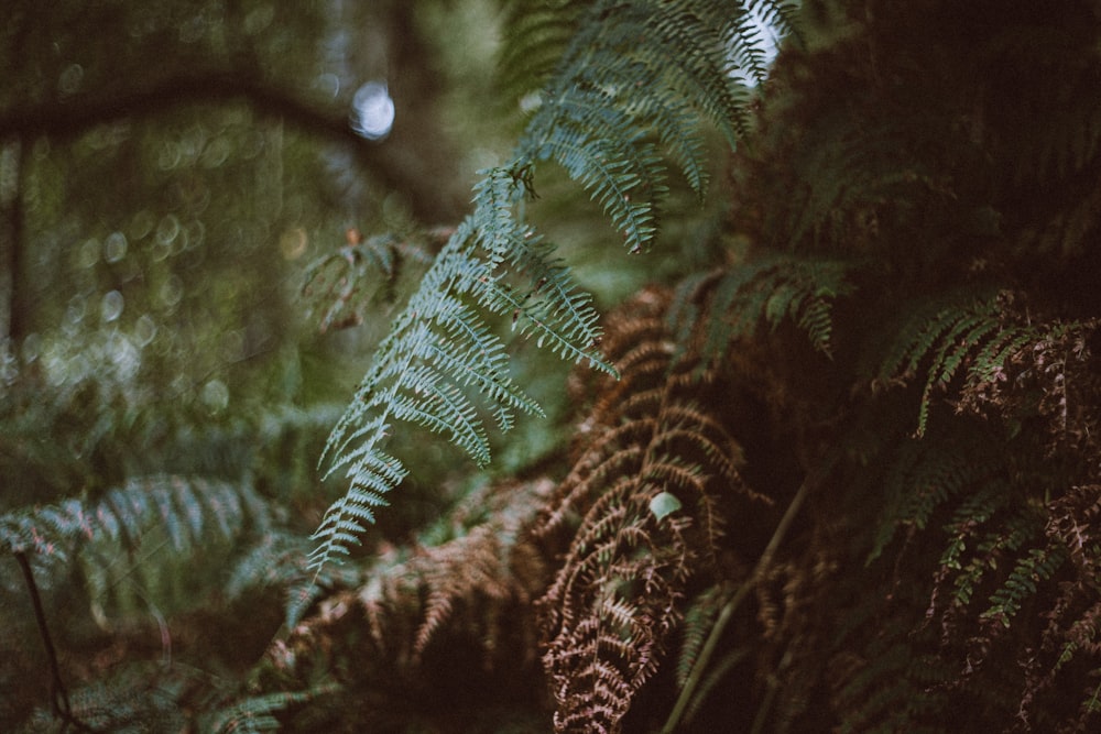 a close up of a fern plant in a forest