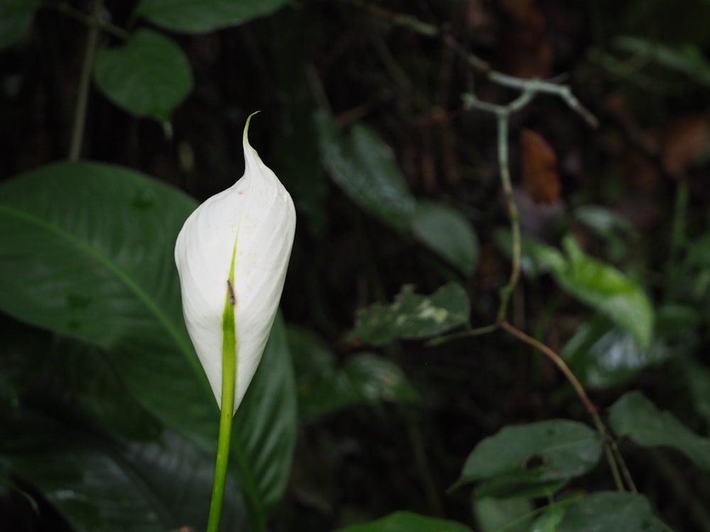 a white flower in the middle of a forest