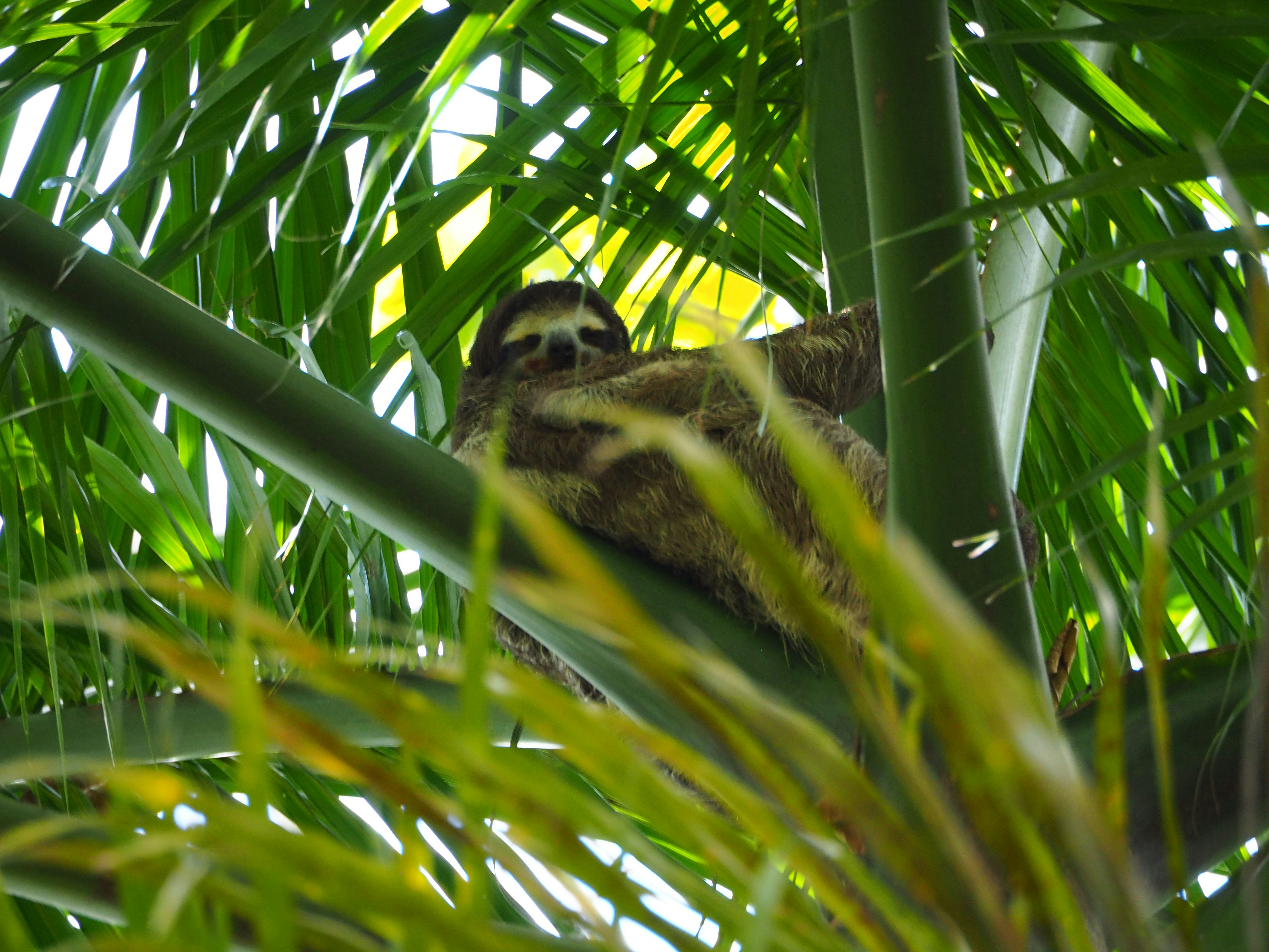 a brown and white sloth sitting on top of a palm tree, 