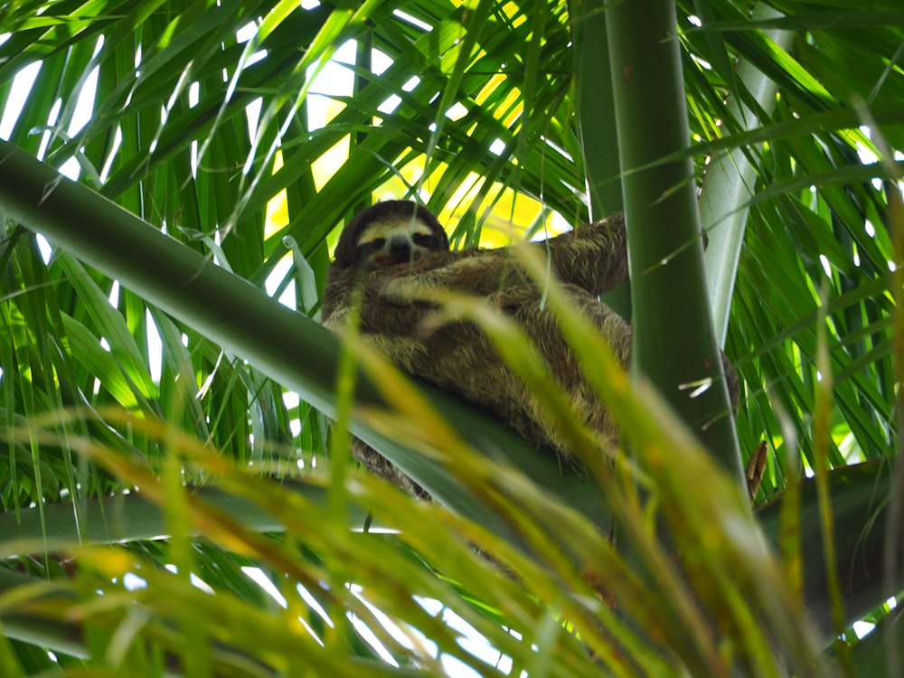 Un perezoso marrón y blanco sentado en la cima de una palmera