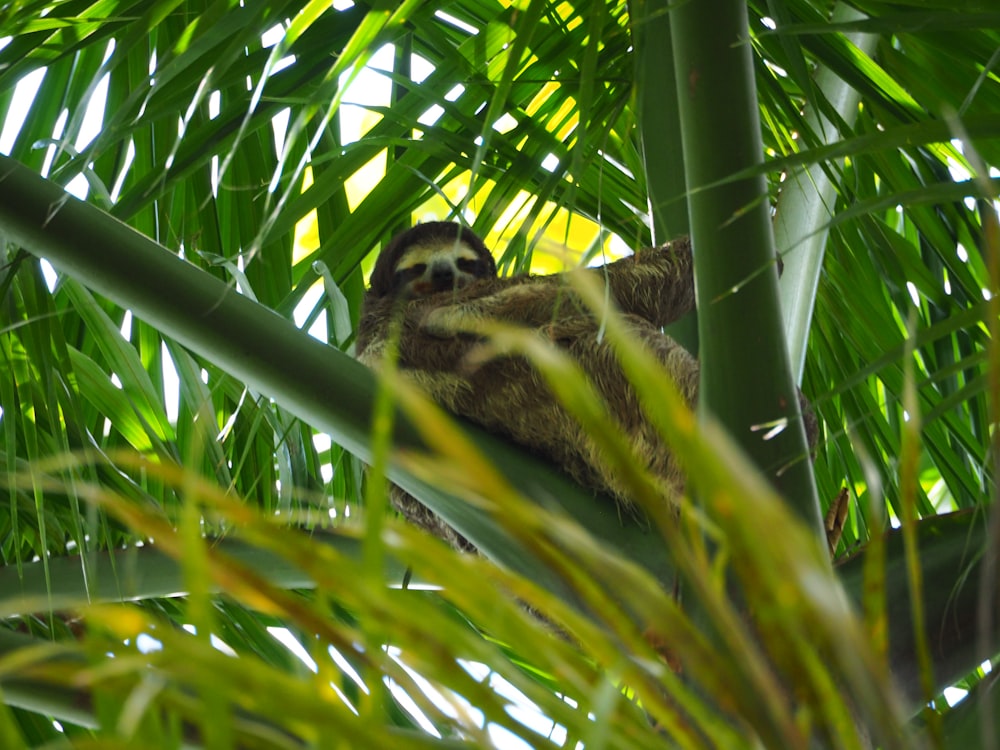 a brown and white sloth sitting on top of a palm tree