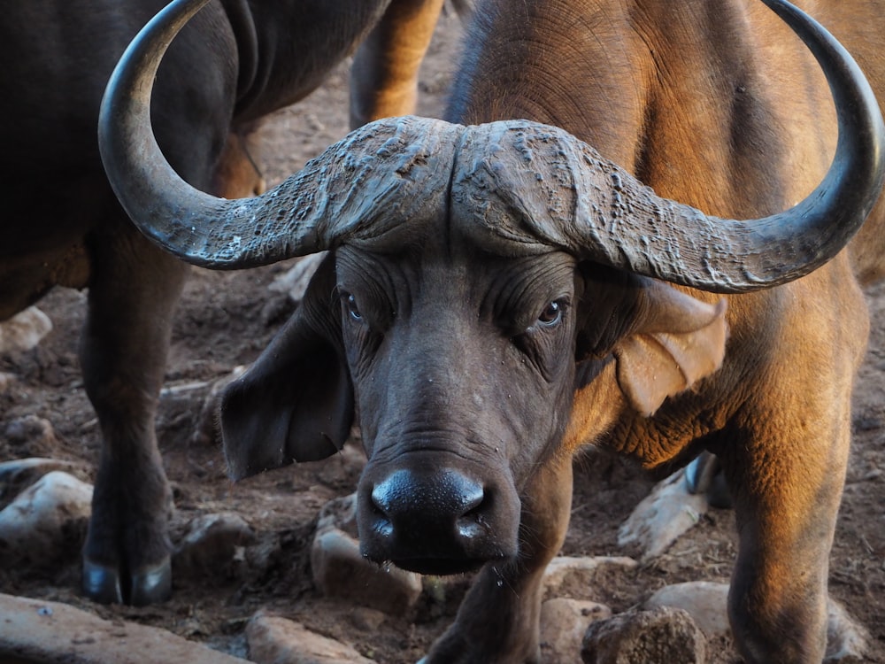 a close up of a bull with large horns