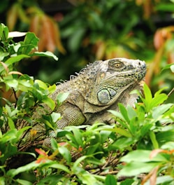 a close up of a lizard in a tree