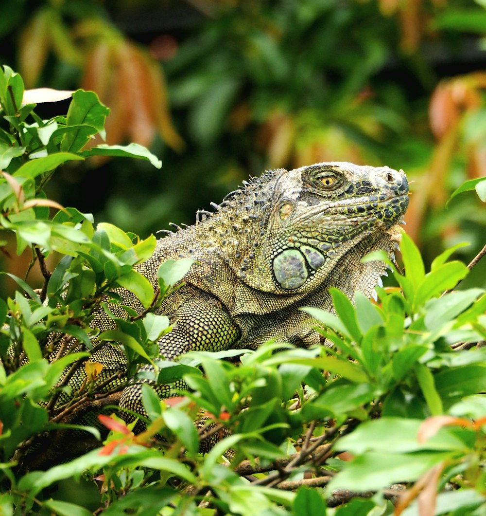 a close up of a lizard in a tree