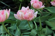 Delicate pastel tulips perfect for spring celebrations.