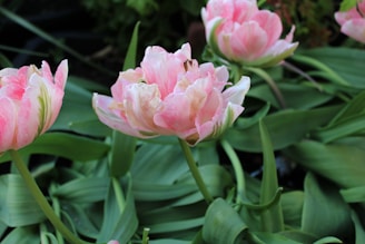 Delicate pastel tulips perfect for spring celebrations.