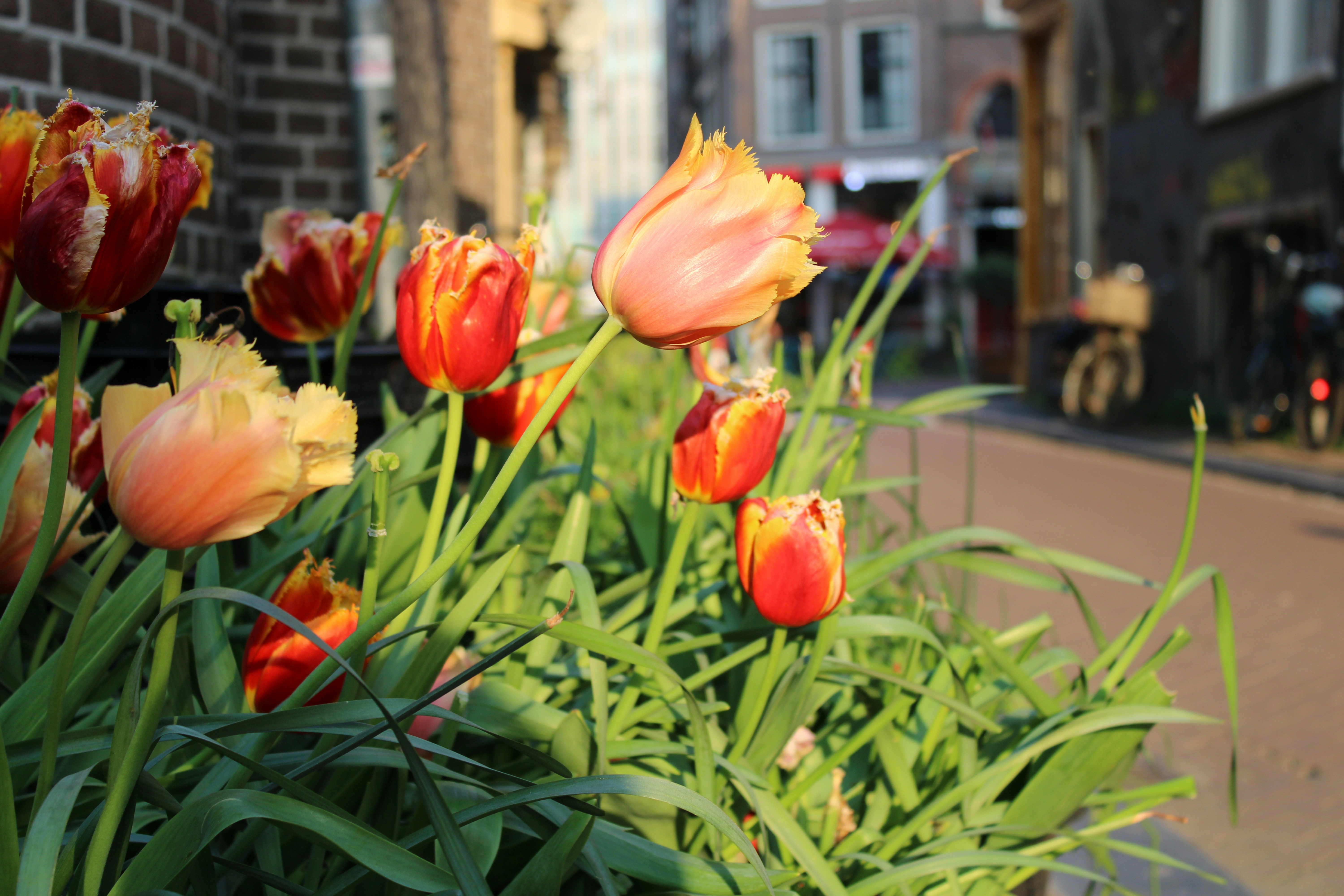 a bunch of flowers that are in the grass