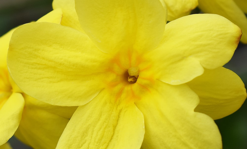 a close up of a yellow flower with a blurry background