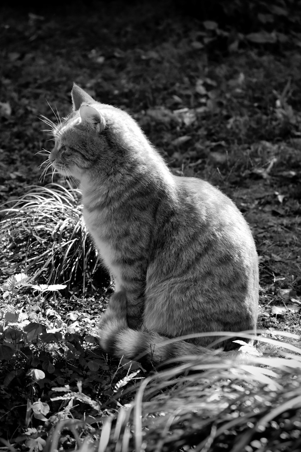 a black and white photo of a cat sitting on the ground