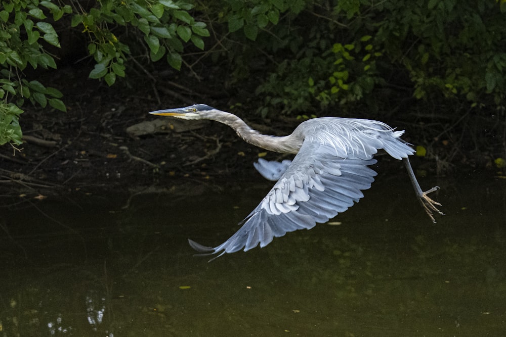 a large bird flying over a body of water