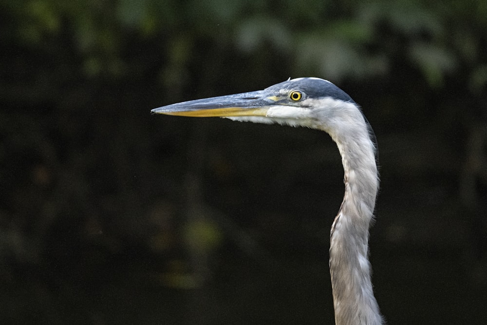 a close up of a bird with a blurry background