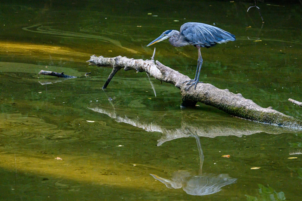 Un uccello è in piedi su un tronco nell'acqua