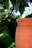 A close-up of a large handmade terracotta jar nestled among lush greenery in a luxury villa garden.
