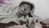 A cat is wrapped snugly in a soft, light-colored blanket with only its face peeking out. The cat appears calm and comfortable, resting on a bed that has various layers of fabric in different colors.