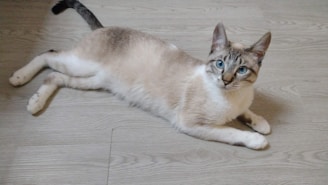 A cat with a cream and brown coat featuring striking blue eyes is lying on a light wood floor. The cat is relaxed, with its body stretched out and tail curled slightly.