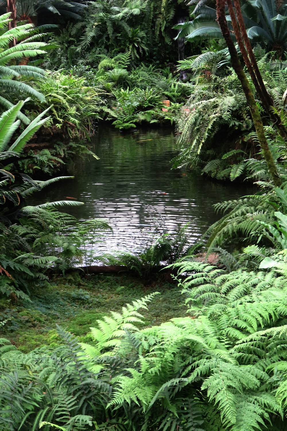 Un río rodeado de exuberantes plantas verdes y árboles