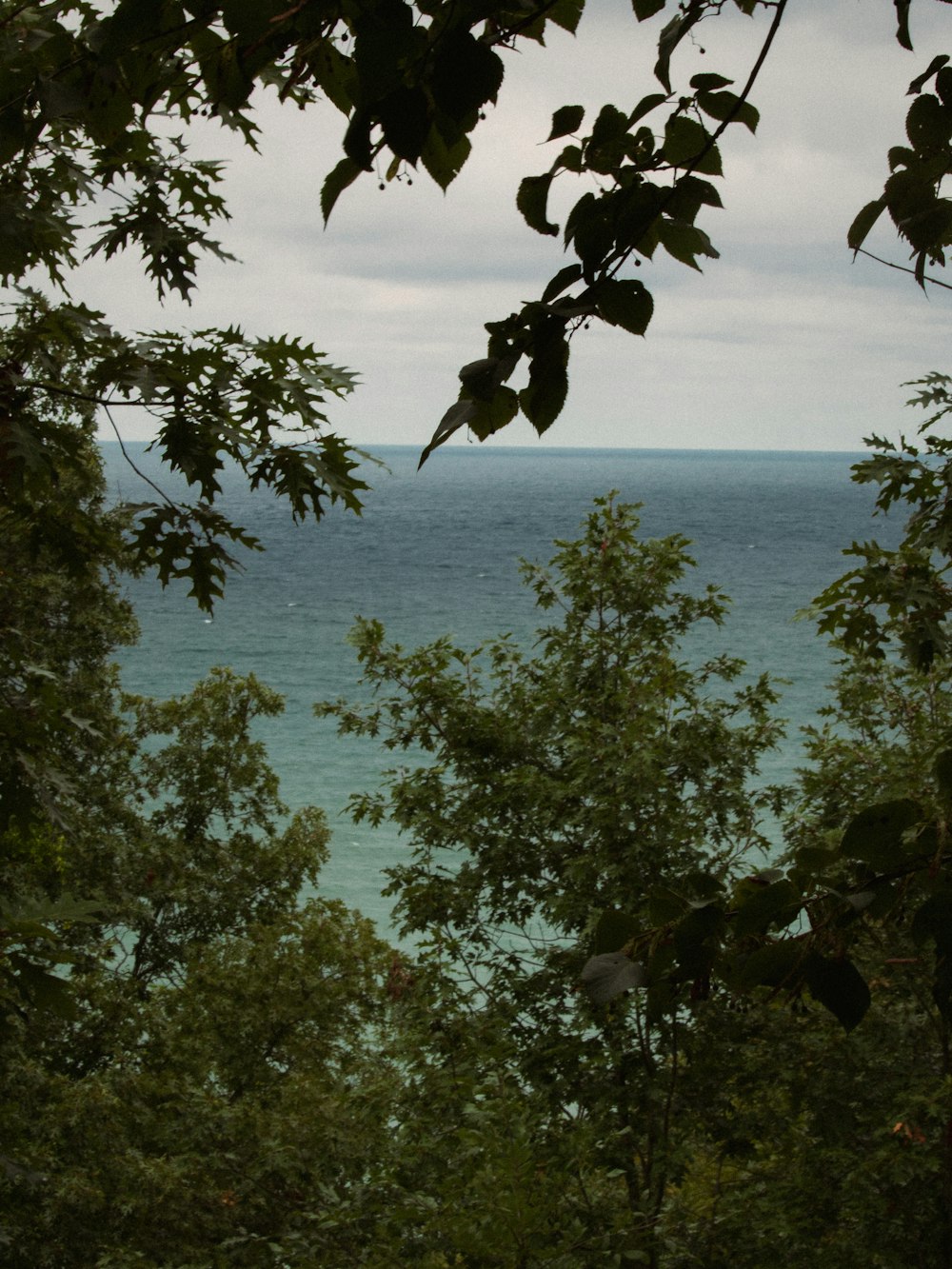 a view of a body of water through some trees