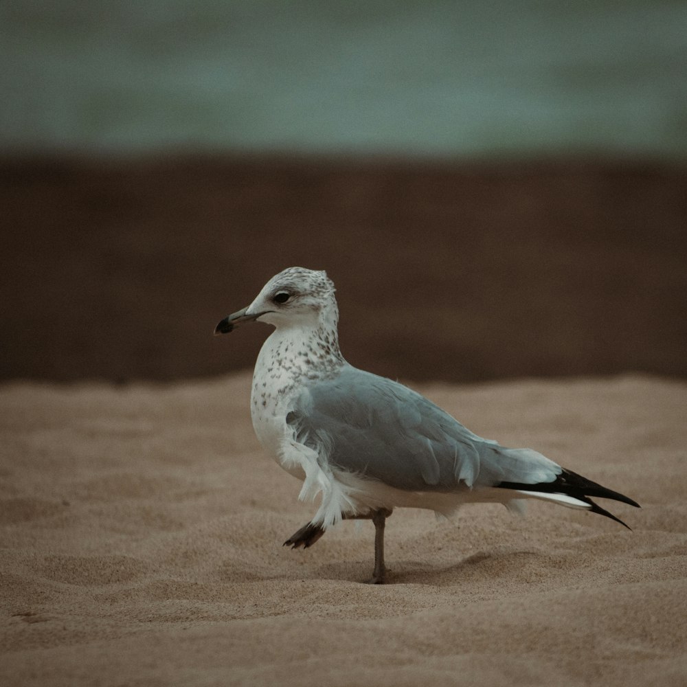 a seagull standing in the sand on the beach