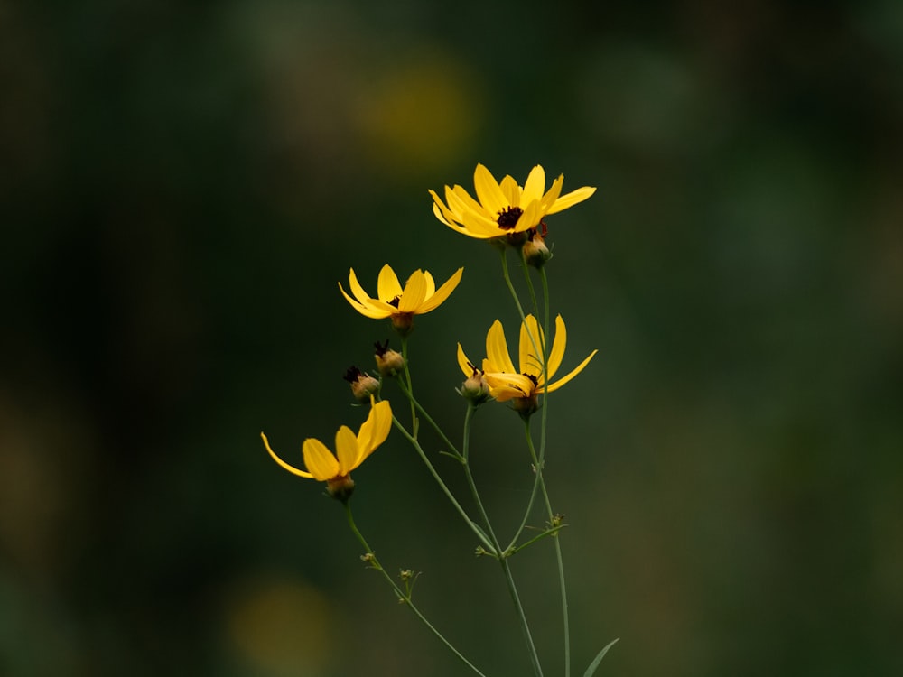 a group of yellow flowers sitting on top of a lush green field