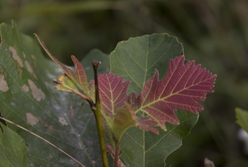 a close up of a leaf on a tree