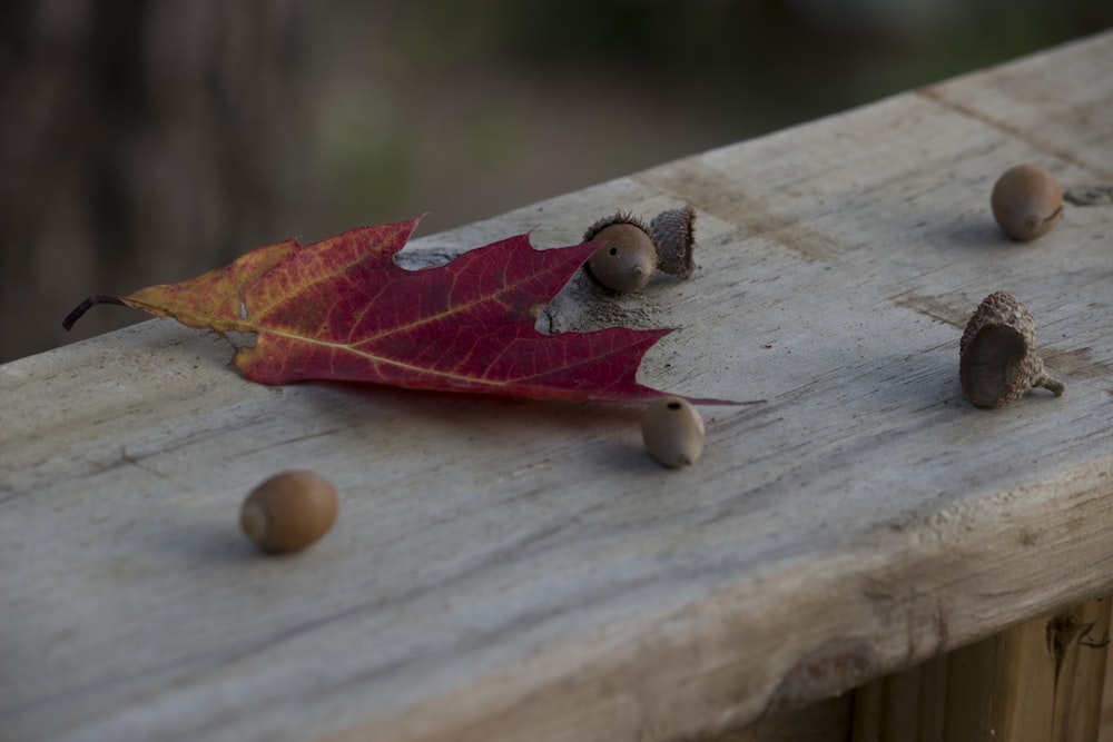 a red leaf laying on top of a wooden bench