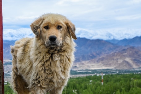 a large brown dog standing on top of a lush green field