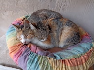 Two cats nestled together on a knitted pastel cushion, sharing a quiet moment.