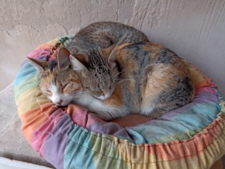 Two cats nestled together on a knitted pastel cushion, sharing a quiet moment.